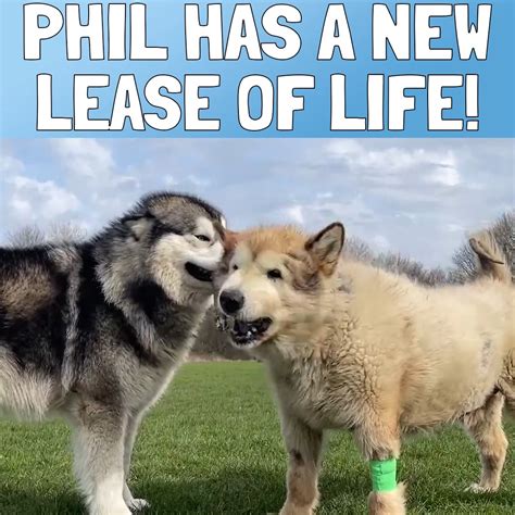 phil the malamute|Phil Has A New Lease Of Life! .